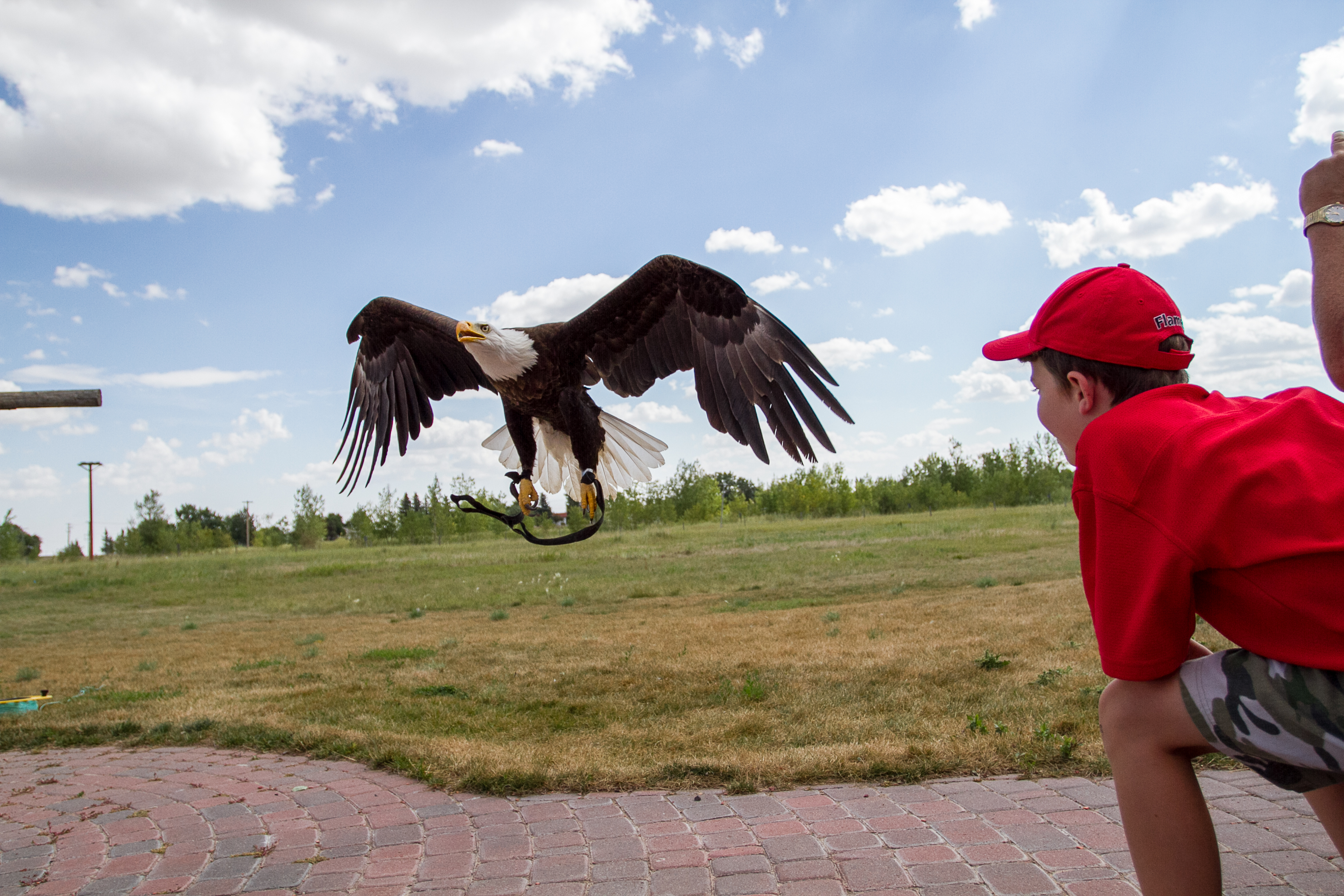 Southern Alberta Adventures: Discovering the Birds of Prey Centre -  Time.Travel.Trek.